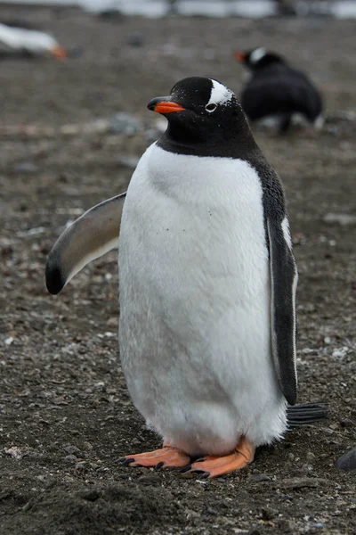 Gentoo Pengueni Sahilde — Stok fotoğraf