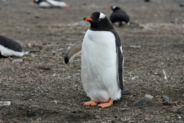 Gentoo Pingouin Sur Plage — Photo