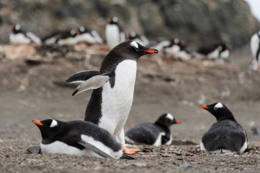Doğa habitat Gentoo Penguen