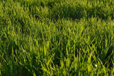 Yeşil çimen alanı arkaplanı