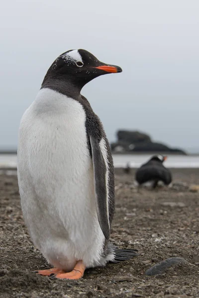 ビーチでの Gentoo ペンギン — ストック写真