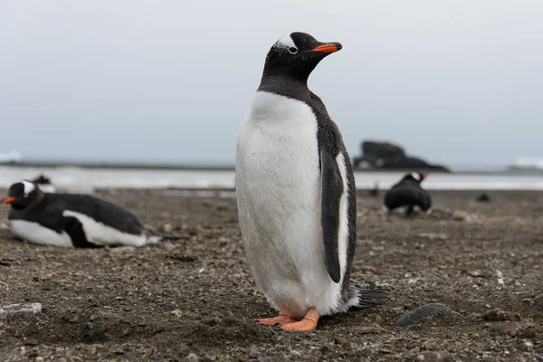 Gentoo Pingouin Sur Plage — Photo