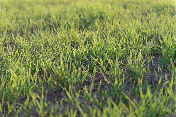 Grama Verde Campo Fundo — Fotografia de Stock