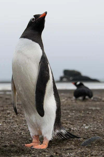 Pinguim Gentoo Praia — Fotografia de Stock