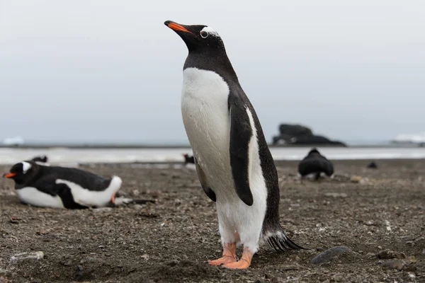 Gentoo Pingvin Strandon — Stock Fotó