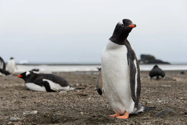 Gentoo Pingouin Sur Plage — Photo