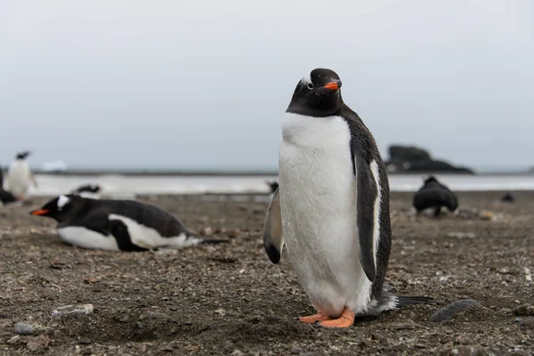 Gentoo Pingouin Sur Plage — Photo