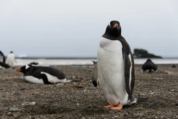 Gentoo Pingouin Sur Plage — Photo