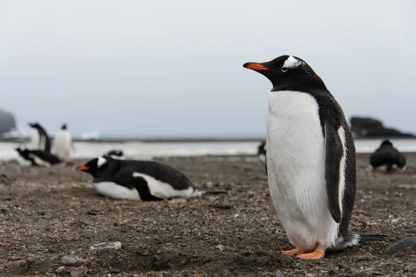 Gentoo Pingouin Sur Plage — Photo