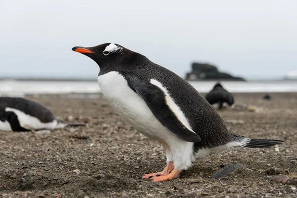 Gentoo Pingouin Sur Plage — Photo