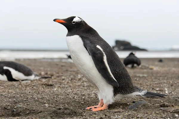 Ezelspinguïn Strand — Stockfoto