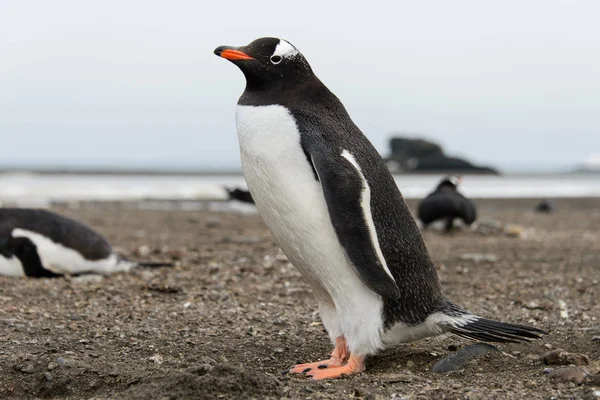 Gentoo Pingouin Sur Plage — Photo