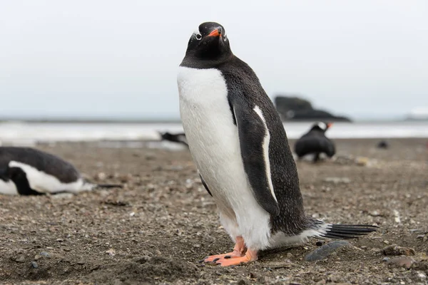 Ezelspinguïn Strand — Stockfoto