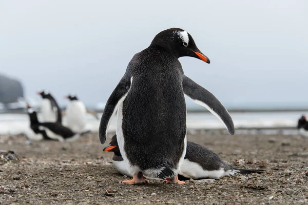 Ezelspinguïn Natuur Habitat — Stockfoto