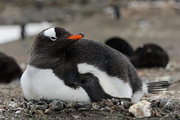 Pingwin Białobrewy Układanie Gniazdo — Zdjęcie stockowe