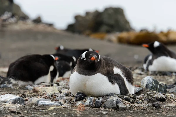 Gentoo Pingouin Pondant Dans Nid — Photo
