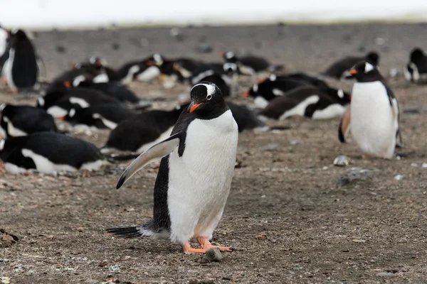 Gentoo Pingouin Sur Plage — Photo