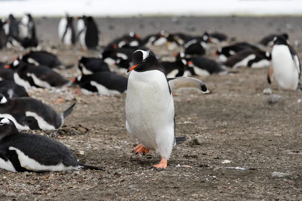 Gentoo Пінгвіна Пляжі — стокове фото