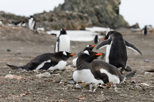 Gentoo Pingvin Strandon — Stock Fotó