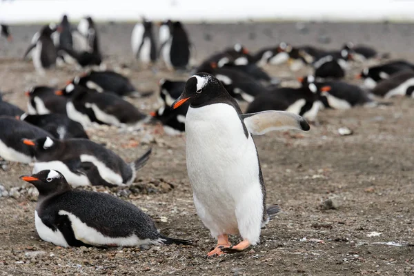 Gentoo Пінгвіна Пляжі — стокове фото