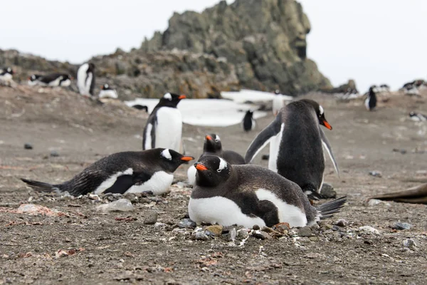 Gentoo Penguins Pláži — Stock fotografie