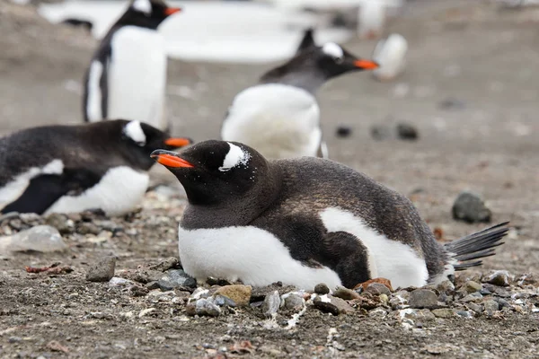 Gentoo Penguin Laying Nest — Stock Photo, Image