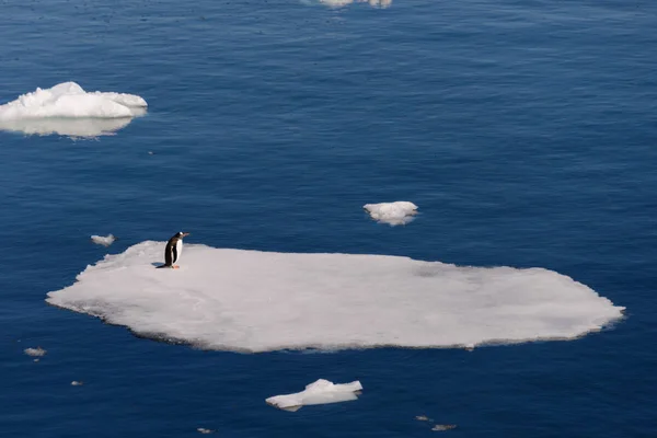 Pingvin Állva Jég — Stock Fotó