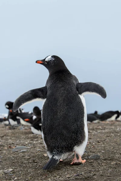 Pinguino Gentoo Nell Habitat Naturale — Foto Stock