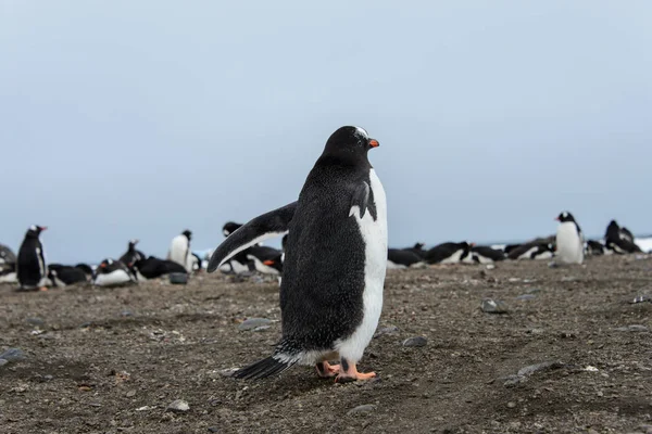 Ezelspinguïn Natuur Habitat — Stockfoto