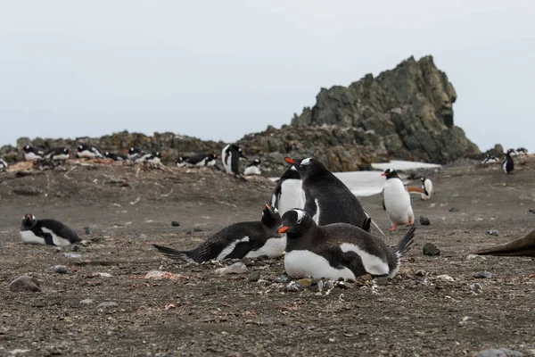 Gentoo Pinguin Legt Nest — Stockfoto