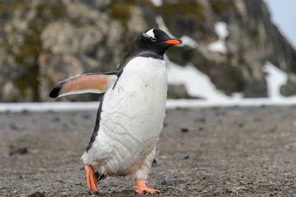 Tučňák Oslí Přírodní Stanoviště — Stock fotografie