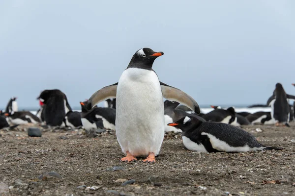 Gentoo Pingouin Sur Plage — Photo