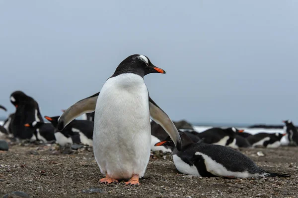 Gentoo Pingouin Sur Plage — Photo