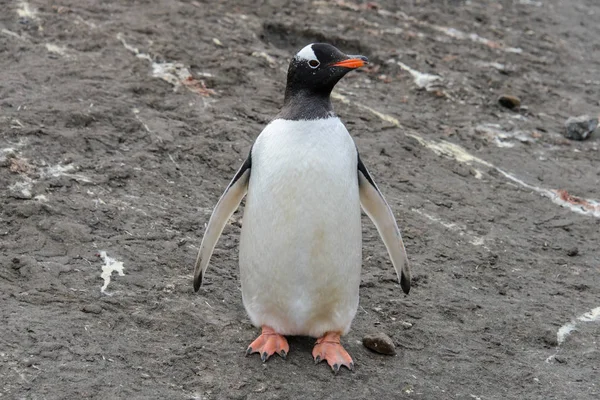 Pinguim Gentoo Praia — Fotografia de Stock