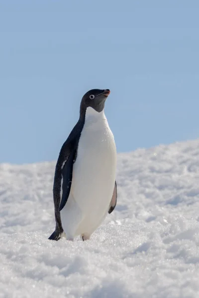 ビーチのアデリー ペンギン — ストック写真