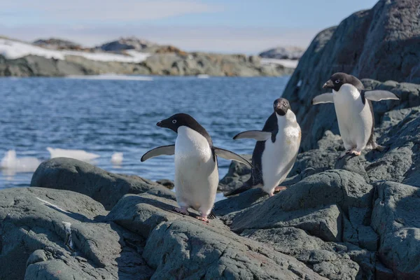 Пінгвіни Аделі Пляжі — стокове фото