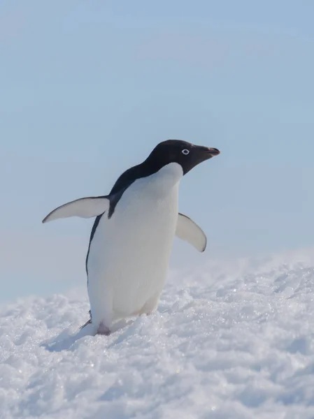 Pingüino Adelie Playa — Foto de Stock