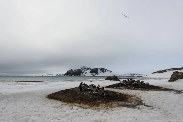 Colônia Dos Pinguins Gentoo — Fotografia de Stock