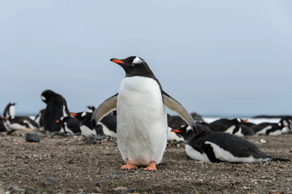 Gentoo Penguin Beach Stock Photo