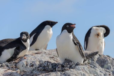 Adelie penguen yuva piliç ile