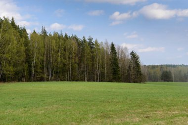 Orman ve medow manzara