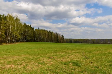 Orman ve medow manzara