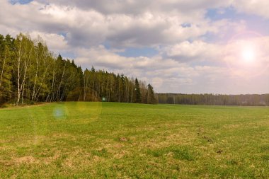 Orman ve medow manzara