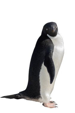 Adelie beyaz arka plan üzerinde izole penguen