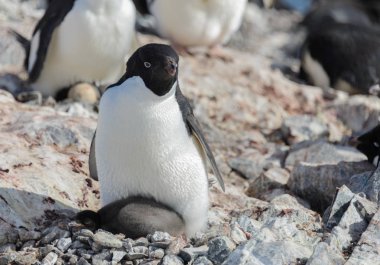Adelie penguen yuva piliç ile