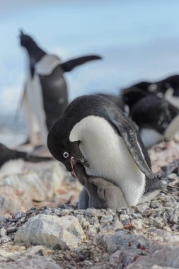Adelie penguen yuva piliç ile