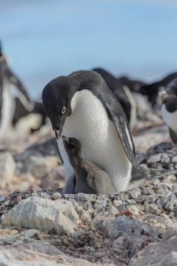 Adelie penguen yuva piliç ile