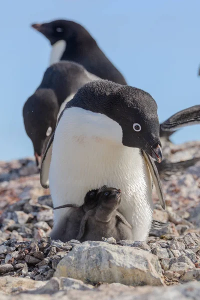 Pinguim Adelie Ninho Com Pinto — Fotografia de Stock