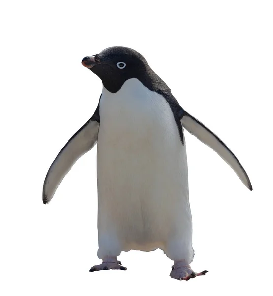 Pingouin Adelie Isolé Sur Fond Blanc — Photo