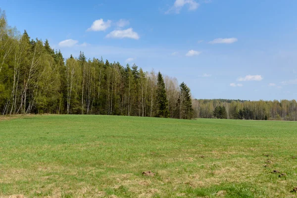 Forest Medow Landscape — Stock Photo, Image
